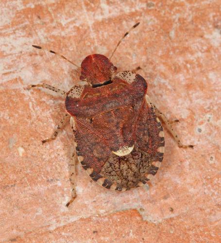 Dyroderes umbraculatus